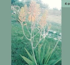 Aloe hybrid vera for sale  Houston
