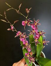 Oncidium titanium tresure. for sale  NOTTINGHAM