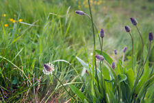 500 graines plantain d'occasion  France