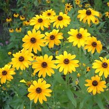 Rudbeckia hirta black for sale  SALISBURY