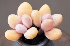 Pachyphytum oviferum ‘Queijo’ original 6cm diâmetro Pachyphytum suculento comprar usado  Enviando para Brazil