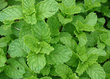 Samen mentha spicata gebraucht kaufen  Recklinghausen