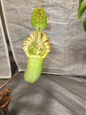 Nepenthes truncata ephippiata for sale  Chesapeake
