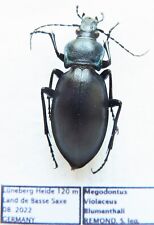 Carabus megodontus violaceus d'occasion  Le Havre-
