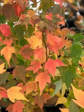 Set trident maple for sale  Mcminnville