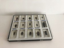 Boite inclusions insectes d'occasion  France