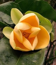 Magnolia lilliifera ultra for sale  Saint Petersburg