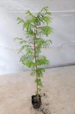 Dawn redwood tree for sale  Pelzer