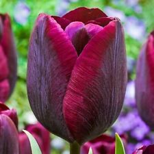 Ronaldo triumph tulip for sale  Gassville