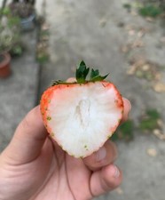 Pink white strawberry for sale  LANCASTER