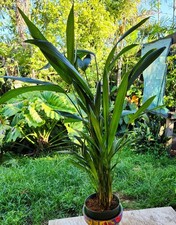 Cyrtostachys renda red for sale  Hollywood