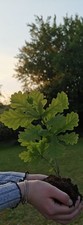 Oak tree sapling. for sale  CARMARTHEN