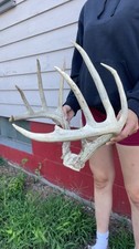 Big wild iowa for sale  Bloomfield