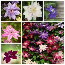 100 clematis seeds d'occasion  Expédié en Belgium