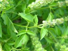 Lemon basil seeds for sale  Deltona