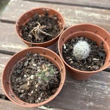 Cacti babies 1 for sale  ROCHFORD