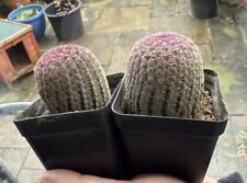 Echinocereus rigidissimus rain for sale  BIRMINGHAM