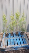 100 thuja hedging for sale  ORMSKIRK