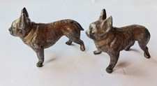 miniature french bulldog for sale  MAIDSTONE