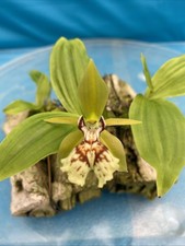 orchid plants indoor for sale orchid plants indoor for sale San Francisco