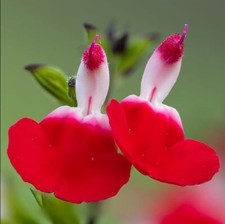 Hot lips salvia for sale  Kerens