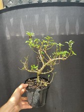 Burtt davyi nana for sale  Wallkill