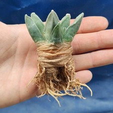 Ariocarpus retusus ssp. usato  Tramonti