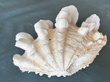 Vintage fluted tridacna for sale  Boerne