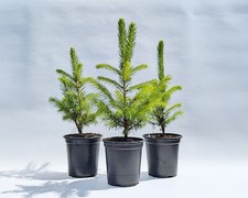 Norway spruce saplings for sale  SHIFNAL