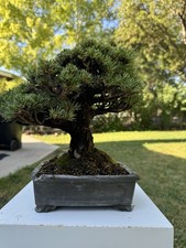 Shohin kokonoe japanese for sale  Salt Lake City