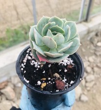 Succulent plants for sale  Ireland