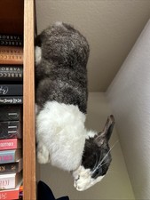 Taxidermy rabbit for sale  Everett