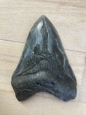 Megalodon tooth 9cm for sale  NEWPORT