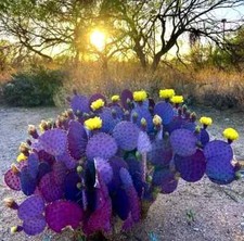 Purple cactus seeds for sale  Lincolnton