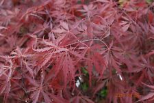 Japanese maple red for sale  USA