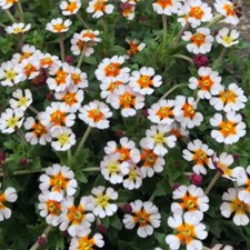 Night scented phlox for sale  SALTASH