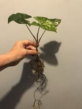 Syngonium podophyllum albo gebraucht kaufen  Kiel