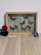 Butterfly frame acraeas d'occasion  Expédié en Belgium