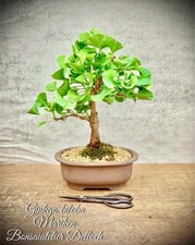 Ginkgo biloba mariken gebraucht kaufen  Golßen