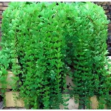 Sedum sarmentosum yellow for sale  Los Angeles