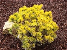 Dwarf golden mugo for sale  Vancouver