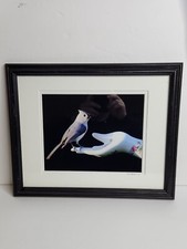Framed art photo for sale  Clintondale
