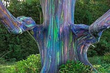 Feet tall rainbow for sale  Littleton
