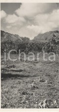 1937 tahiti veduta usato  Milano