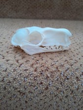 Taxidermy skeletons bones for sale  SAXMUNDHAM