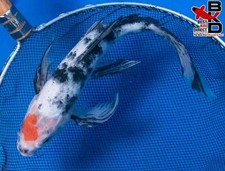 butterfly koi fish for sale butterfly koi fish for sale Claudville