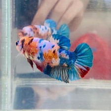 Giant koi nemo for sale  San Diego