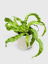 Hurrican bird nest for sale  Great Neck