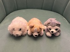 Russ petooties puppy for sale  UK
