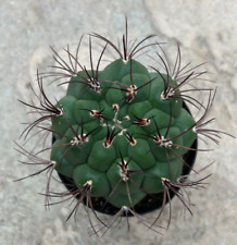 Gymnocalycium saglionis giant for sale  San Marcos